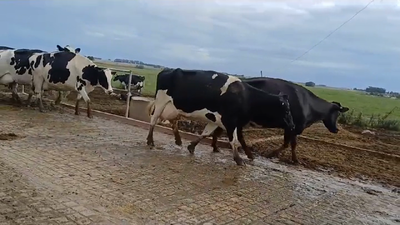 Lote VACAS INDUSTRIA