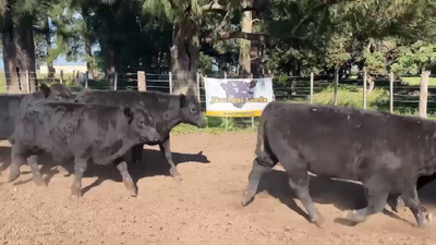 Lote 60 Terneros