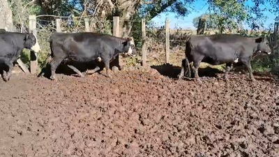 Lote (Vendido)40 Vacas preñadas 40 AA x HE 450kg -  en PALMA SOLA