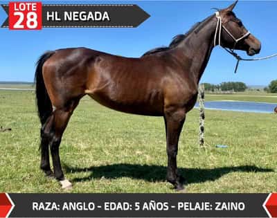 Lote HL NEGADA