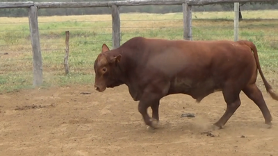 Lote TORO - BRANGUS ROJO