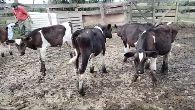 Lote 5 Terneros 70kg - , San José