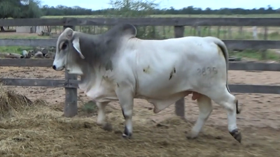 Lote TORO - BRAHMAN