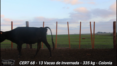 Lote 13 Vacas de Invernada en La Horqueta, Colonia