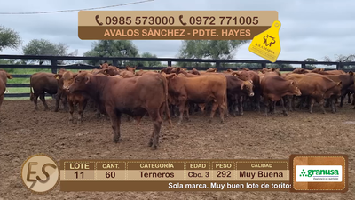 Lote Lote 11
