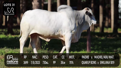 Lote LOTE 31