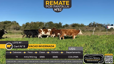 Lote 11 Vacas de Invernada en Tarariras, Colonia