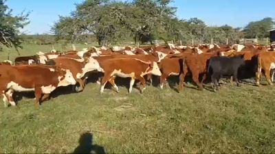 Lote 104 Terneros/as en Curuzú-Cuatiá, Corrientes