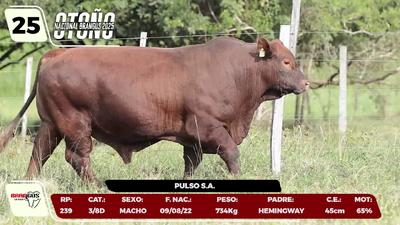 Lote LOTE 25