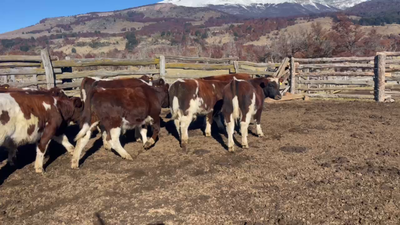 Lote 65 Ternero en Coyhaique, XI Región Aysén