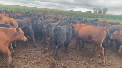 Lote 100 Terneros