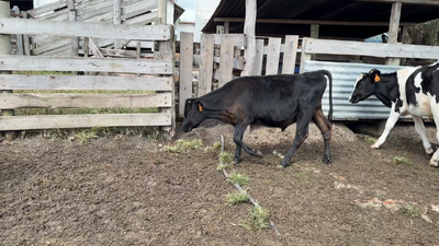 Lote TERNEROS