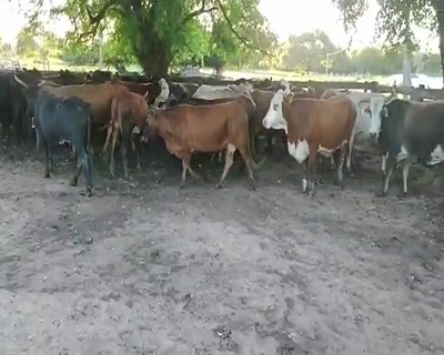Lote 50 Vacas de invernar en Gral. San Martín, Chaco