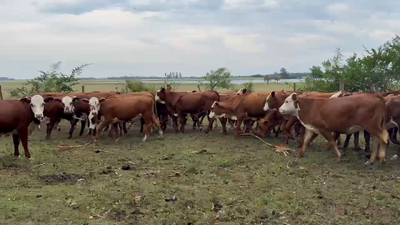 Lote 66 Terneros/as