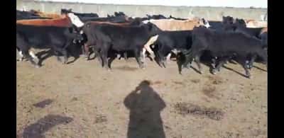 Lote 70 Terneros en Villaguay, Entre Ríos