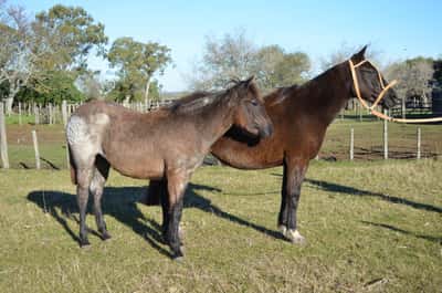 Lote ESMERALDA DEL CERRO GRANDE