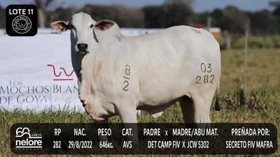 Lote LOTE 11
