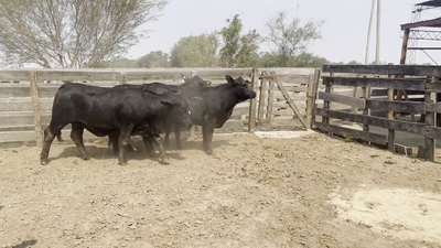 Lote VAQUILLAS BRANGUS, Cabaña "DOÑA ANITA"