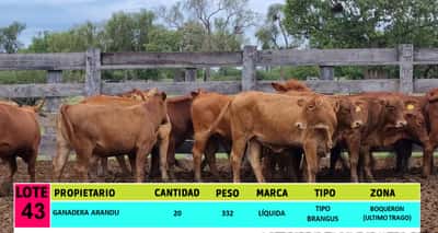 Lote LOTE 43 - 20 VAQUILLAS CBO 1
