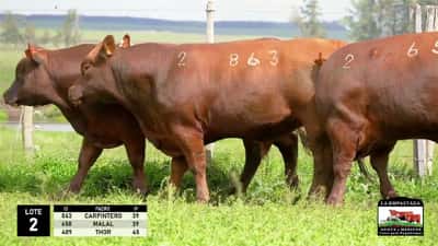 Lote 3 Toros Red Angus, Durazno