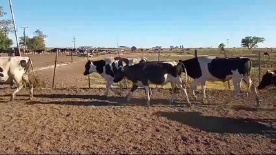 Lote 14 Terneros