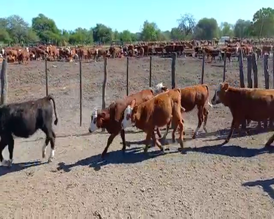 Lote 120 Terneras en La Paz, Entre Ríos