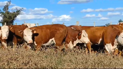 Lote (Vendido)25 Vaquillonas 1 a 2 años HE/ BD - HE - AA 370kg -  en CUCHILLA DEL PERDIDO