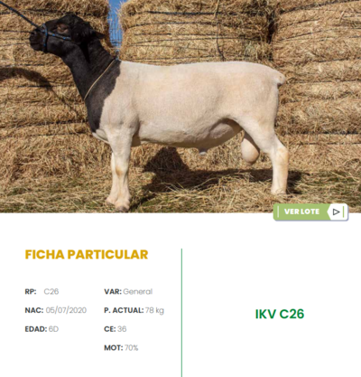 Lote LOTE 39
