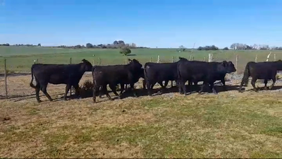 Lote (Vendido)7 Terneras ANGUS 330kg -  en PLAYA LA AGRACIADA