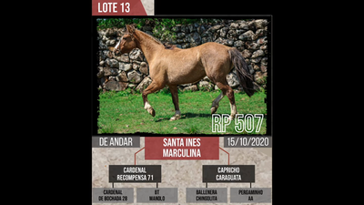 Lote SANTA INES MARCULINA