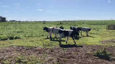 Lote 9 Terneros Holando en Ruta 1 Km 85