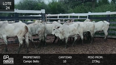 Lote LOTE 24