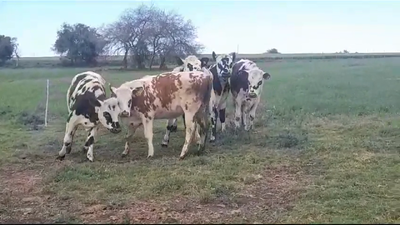 Lote 5 Terneras NORMANDO en OMBUES DE LAVALLE