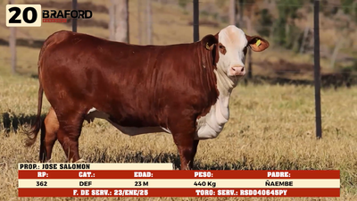 Lote LOTE 20