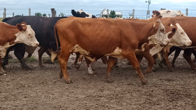 Lote 35 Vacas de invernar