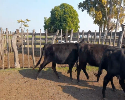 Lote (Vendido)9 Vaquillonas Vacas Preñadas AA 340kg - , Colonia