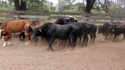 Lote 30 Vacas de invernar en Pampa de Los Guanacos, Santiago del Estero