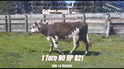 Lote TORO PI NORMANDO en OMBUES DE LAVALLE