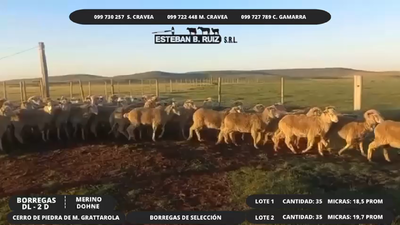 Lote Lote 1