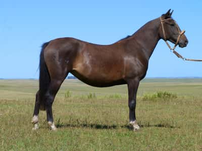 Lote Pitanga Salpay
