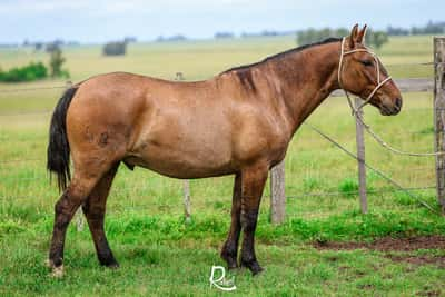 Lote Puñal La Ceferina