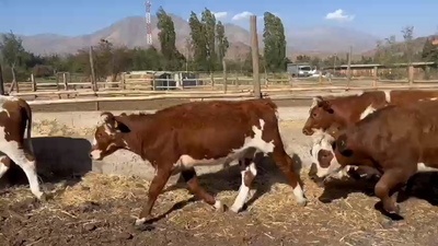 Lote 16 Novillo Engorda en Putaendo, V  Región Valparaíso