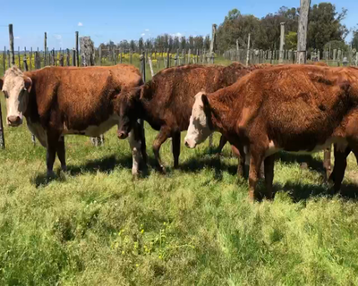Lote 7 Vacas de Invernada en Tupambaé, Cerro Largo