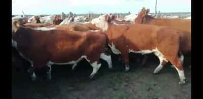 Lote 26 Vacas CUT preñadas en Villaguay, Entre Ríos