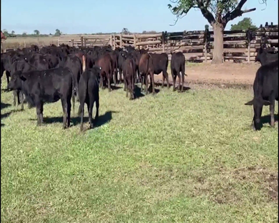 Lote 110 Terneras en El Colorado, Formosa
