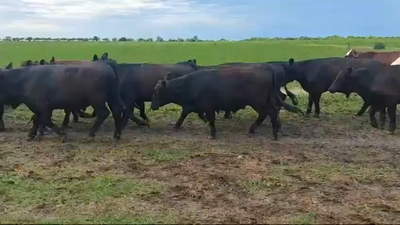 Lote 52 Novillitos en Entre Ríos, Federal