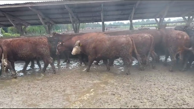 Lote 40 Novillo Gordo en Los Ángeles, VIII Región Biobío
