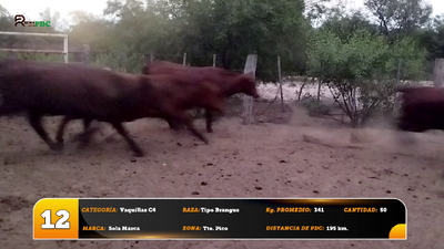Lote Vaquillas C4
