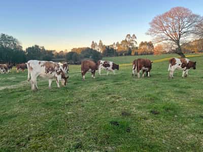Lote 27 Vaquilla Preñada en X Región Los Lagos, Maullín