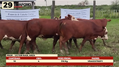Lote LOTE 29